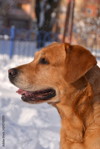 Happy labrador dog enjoying at sunny winter day at city park