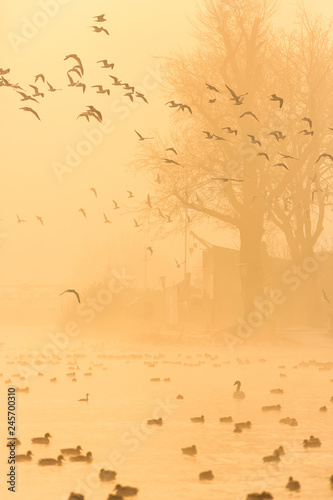 Flock of gulls in a misty morning.