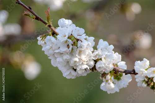 Cherry blossoms in close-up.