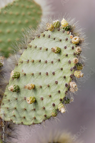 Giant Prickly Pear (Opuntia echios) cactus, Puerto Egas, Santiago island, Galapagos Islands, Ecuador photo