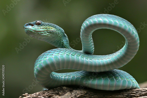 Fotografia Trimeresurus insularis   This snake inhabits the forest at an altitude of up to 880m above sea level