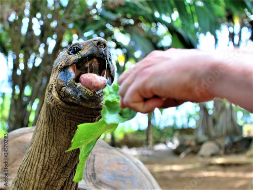 feeding a giant turtle in vanilla nature park mauritius island