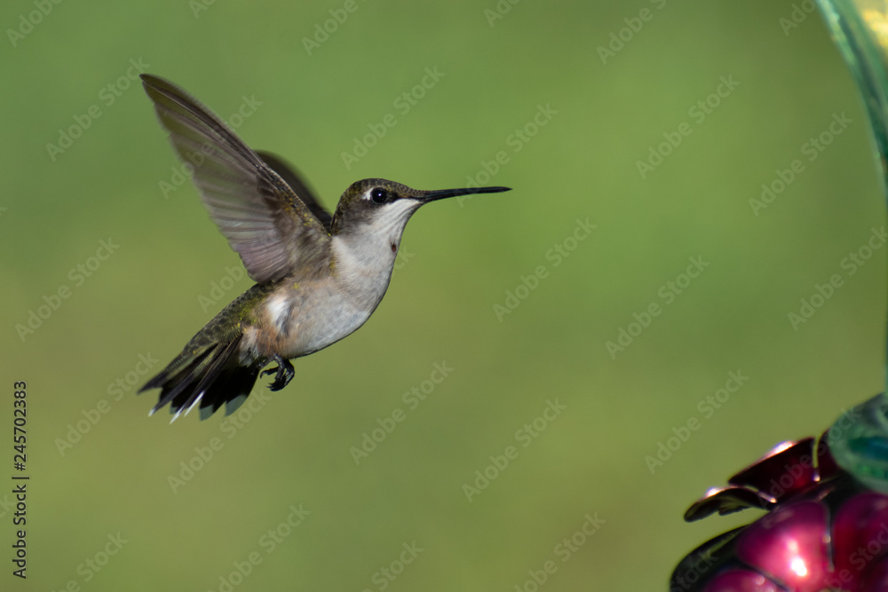 Fototapeta premium hummingbird in flight