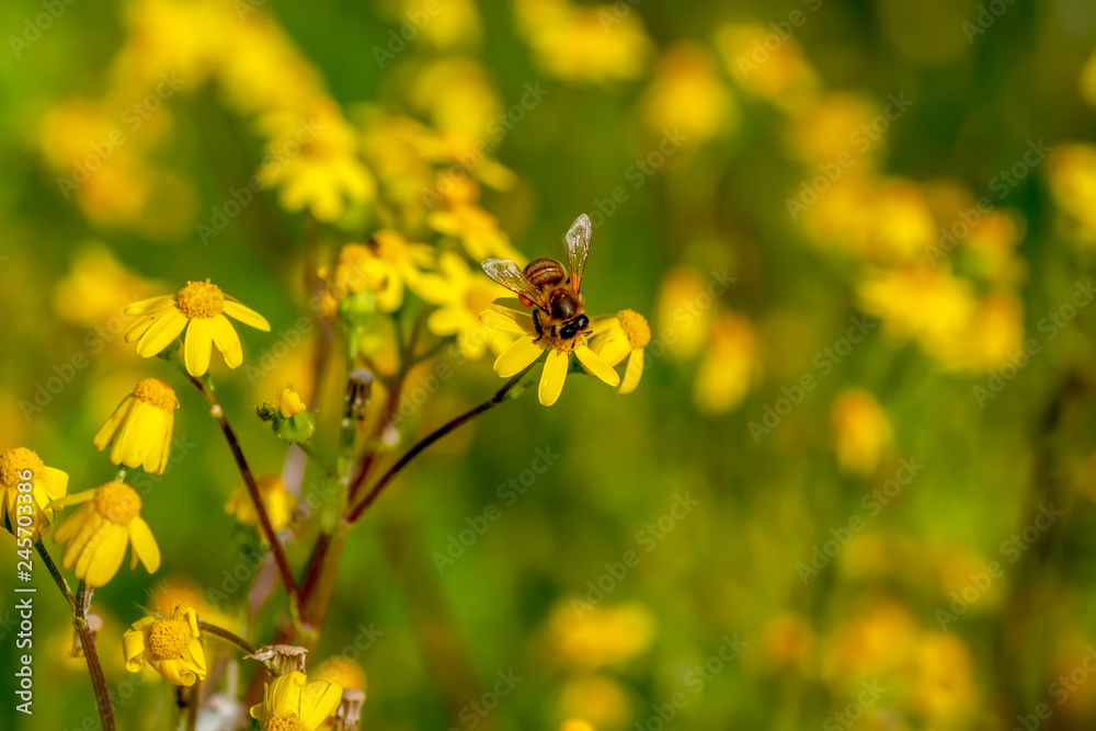 Beautiful Bee macro in green nature - Stock Image Beautiful Bee macro in green nature - Stock Image