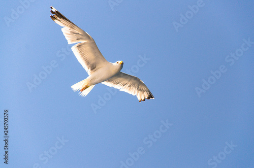 Seagulls in clear blue sky, Adriatic sea, Croatia