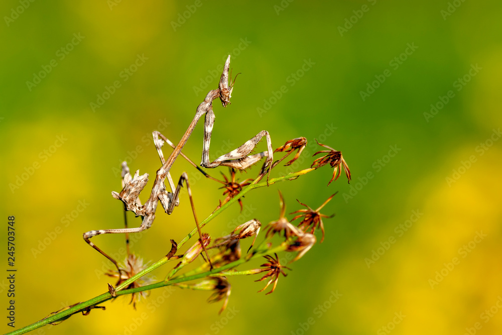 Close up of pair of Beautiful European mantis ( Mantis religiosa ) Close up of pair of Beautiful European mantis ( Mantis religiosa )