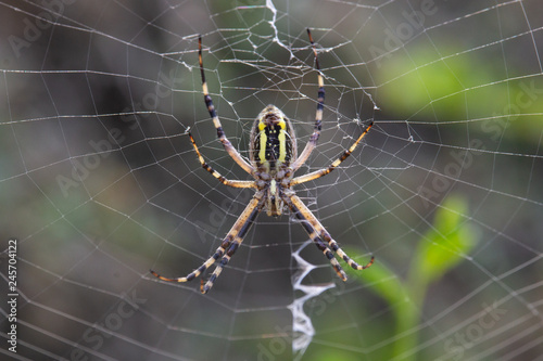 Argiope Audouin spider