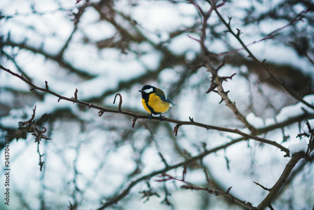 Naklejka premium Sikora żółta / Sikora żółta na gałęzi drzewa zimą w śnieżną pogodę