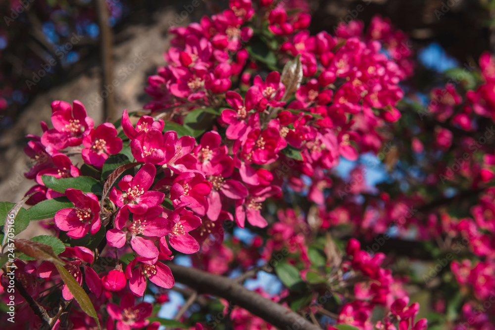 Spring flowers. Beautiful pink plants grow in the park,in the garden.Warm sunny day.Natural beauty in the city center.A gift for women.Love for spring flowers.Bright tree blooming with pink flowers Spring flowers. Beautiful pink plants grow in the park,in the garden.Warm sunny day.Natural beauty in the city center.A gift for women.Love for spring flowers.Bright tree blooming with pink flowers