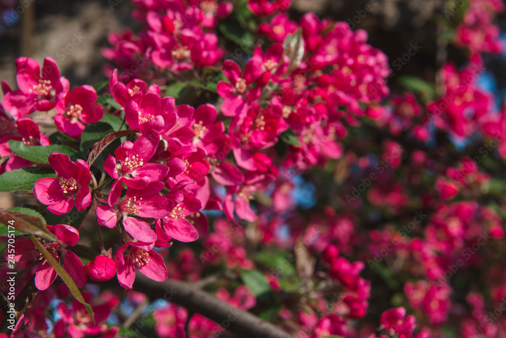 Spring flowers. Beautiful pink plants grow in the park,in the garden.Warm sunny day.Natural beauty in the city center.A gift for women.Love for spring flowers.Bright tree blooming with pink flowers Spring flowers. Beautiful pink plants grow in the park,in the garden.Warm sunny day.Natural beauty in the city center.A gift for women.Love for spring flowers.Bright tree blooming with pink flowers