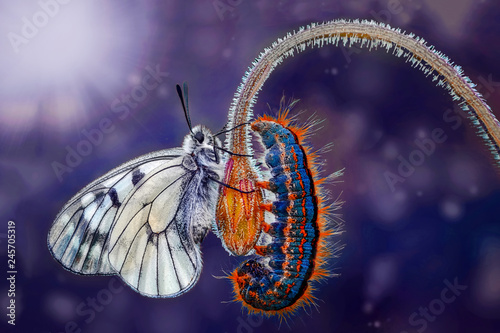 Amazing moment ,Monarch butterfly and caterpillar photo