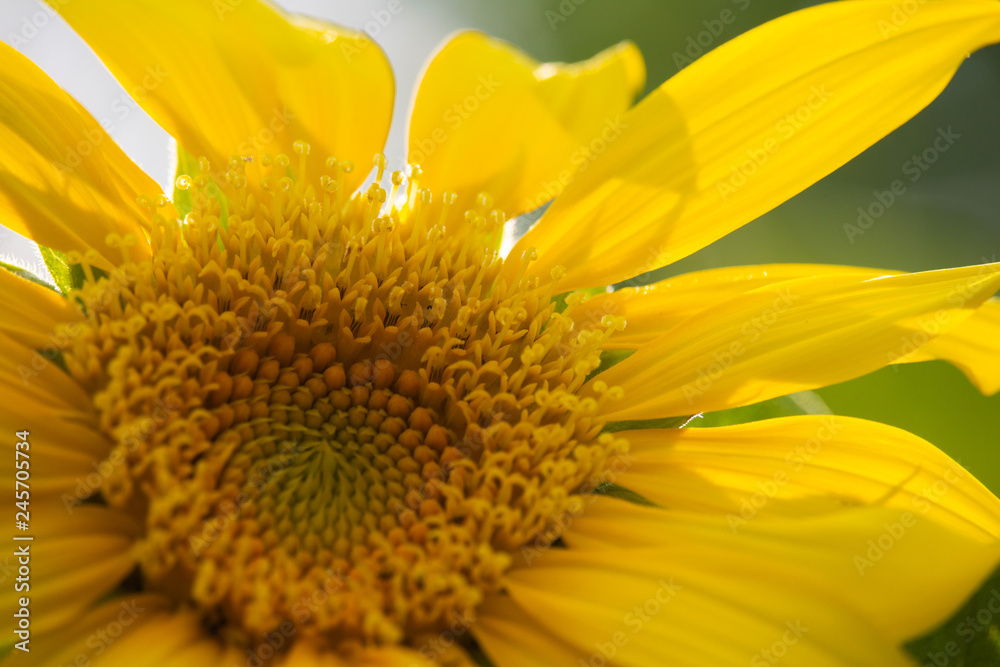 Obraz premium Helianthus annuus Sunflower