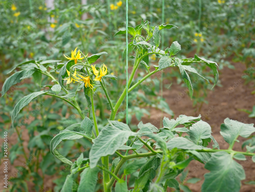 Tomato Plants Flowering In Greenhouse Tomato Plants Flowering In Greenhouse