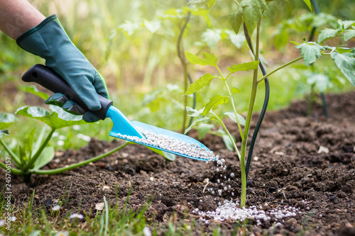 Farmer giving granulated fertilizer to young tomato plants