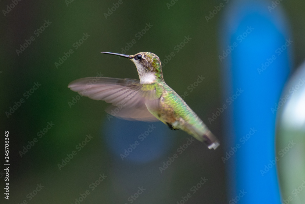 Fototapeta premium hummingbird in flight