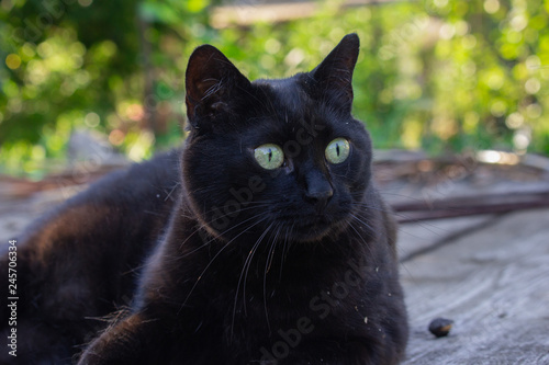 Black cat in the garden