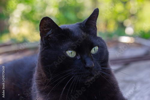 Black cat in the garden