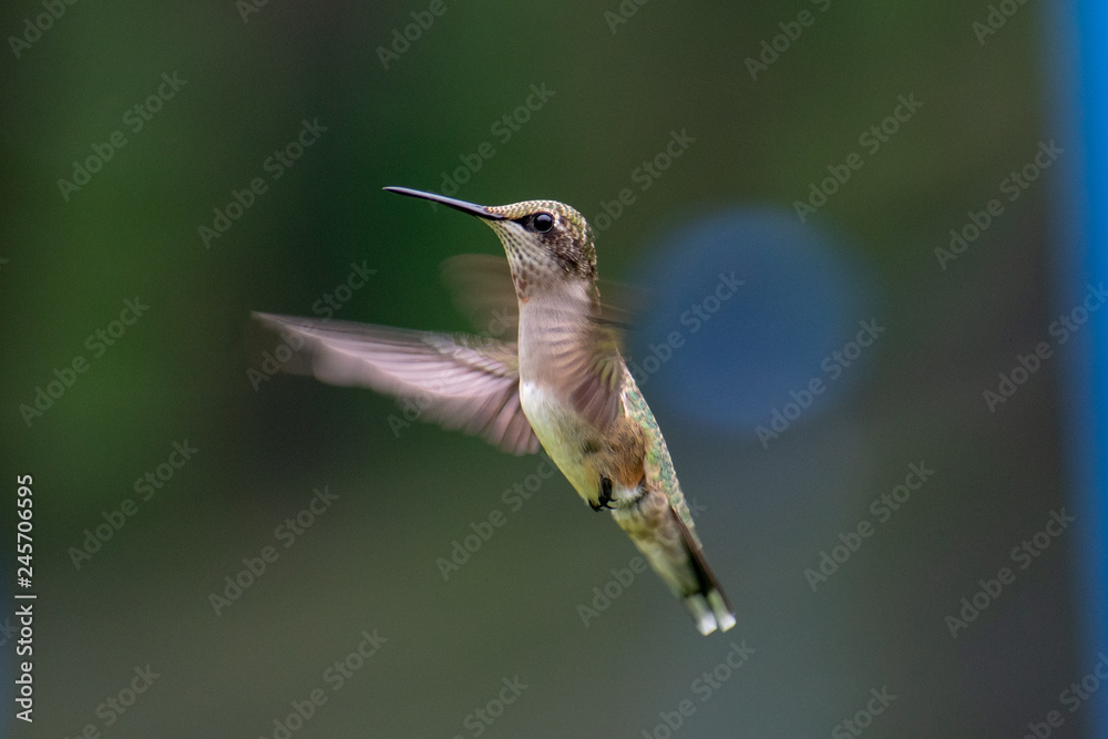 Fototapeta premium hummingbird in flight