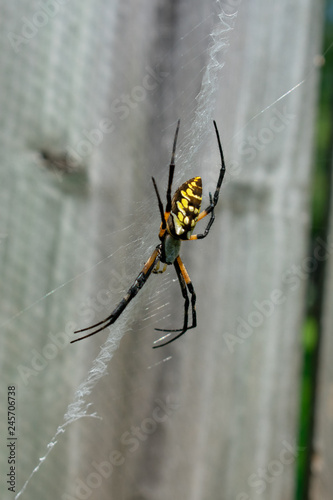 Garden spider on web