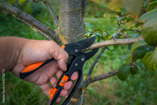 Gardener pruns the fruit trees by pruner shears. Farmer hand with garden secateurs on natural green background. photo