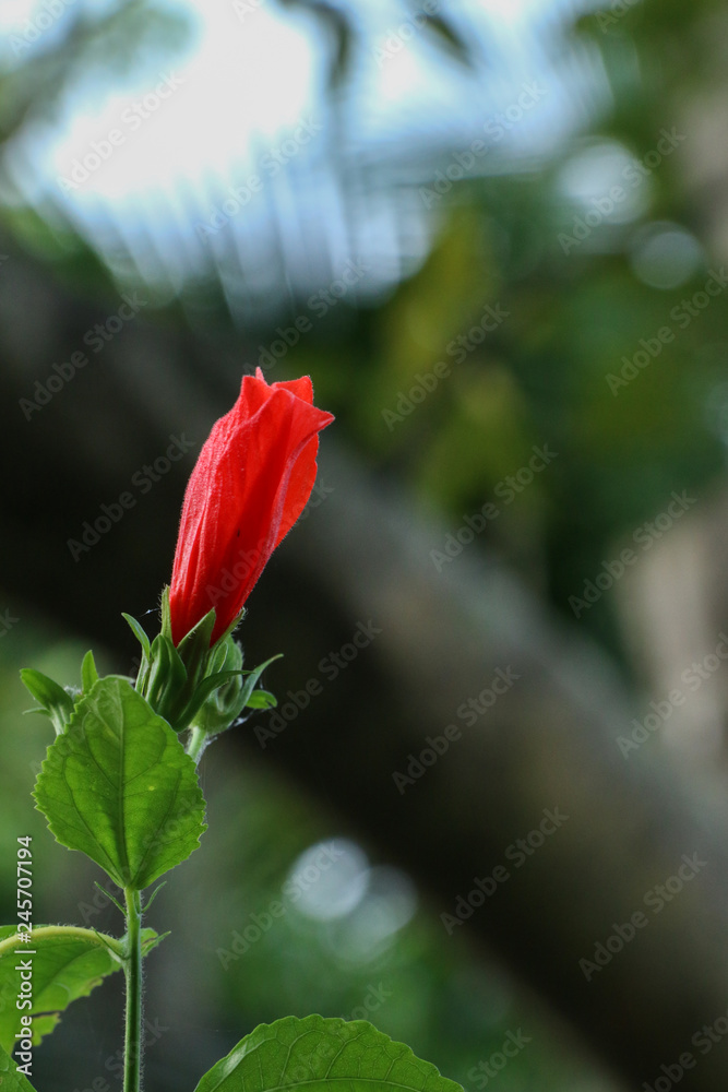 Hibiscus red at garden