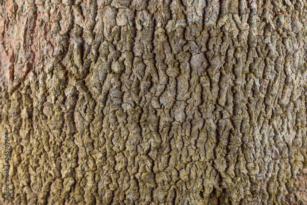 tree bark texture tree bark texture