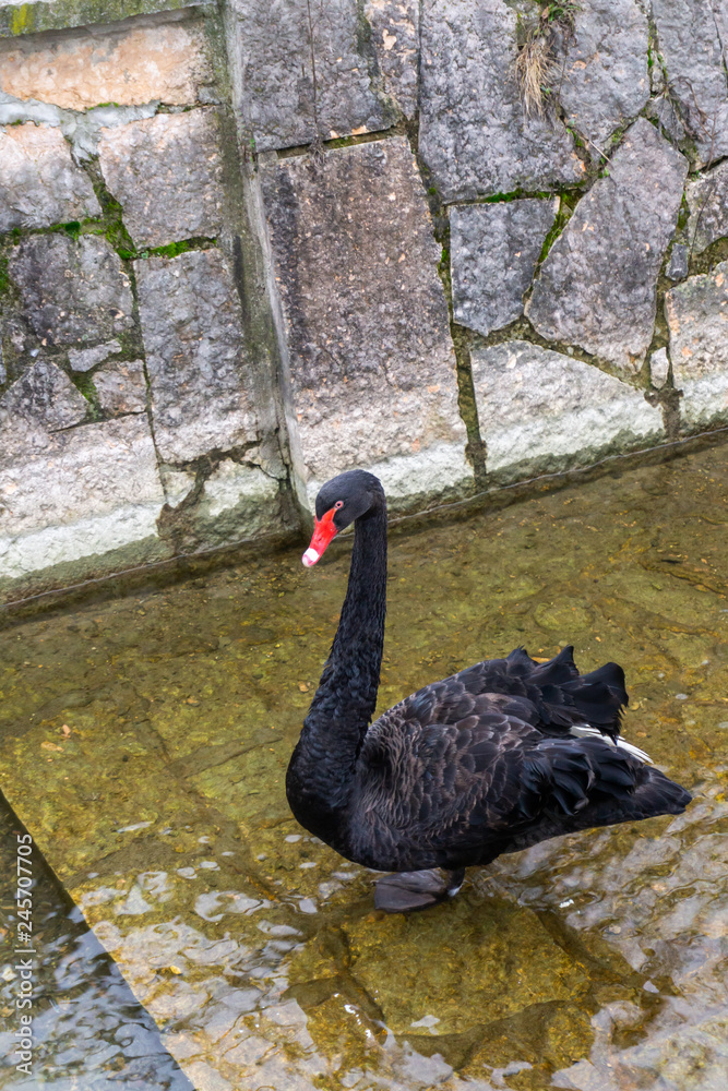 Obraz premium beautiful black swan in the water