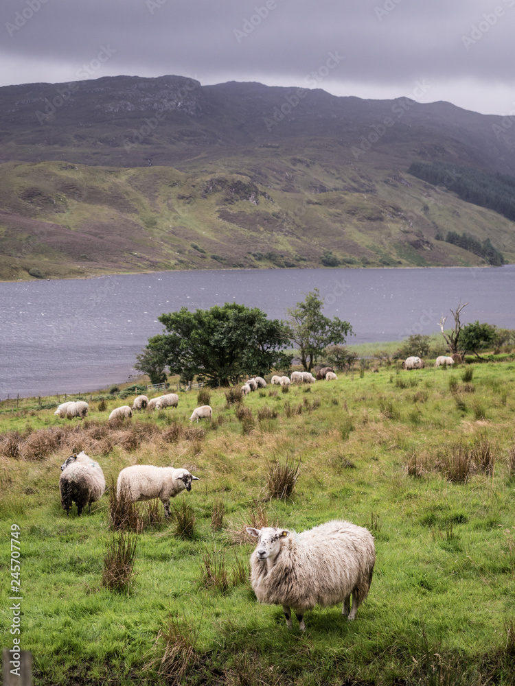 Obraz premium landscape