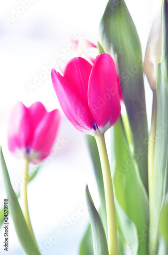 Spring flowers. Spring background. Greeting card for Valentine s Day Woman s Day and Mother s Day.