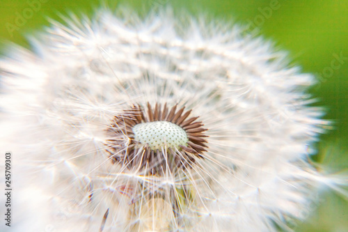 Dandelion seeds blowing in wind in summer field background. Change growth movement and direction concept. Inspirational natural floral spring or summer garden or park. Ecology nature landscape