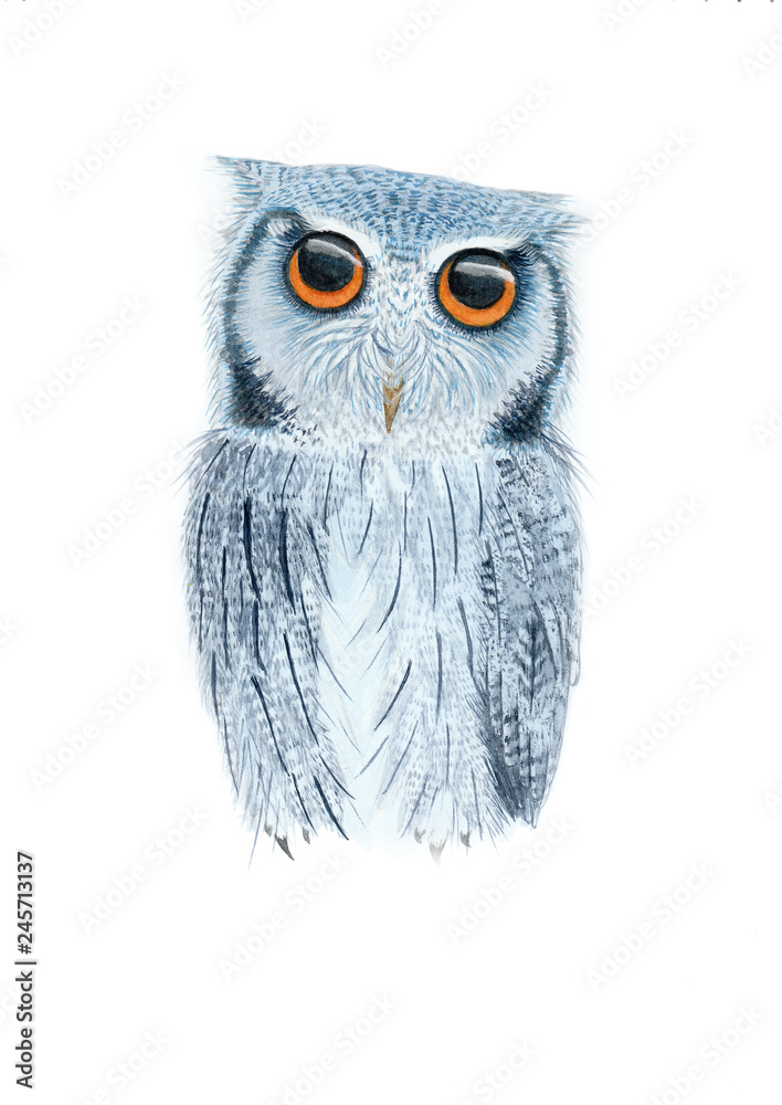 Obraz premium great gray owl watercolor