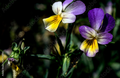 Two flowers of Pansy Víola trícolor in end of hot summer in Ukraine