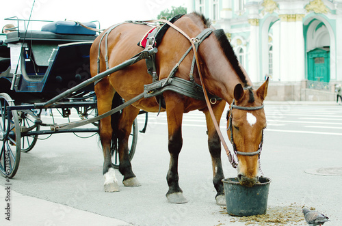 Horse eats oats on a city street. Close-up.