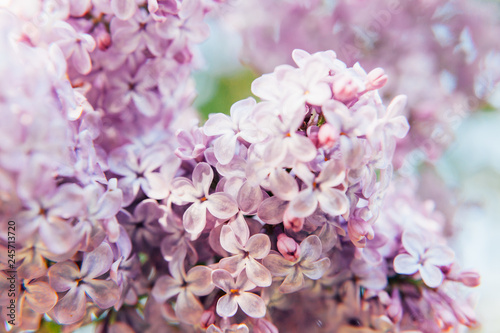 Beautiful smell violet purple lilac blossom flowers in spring time. Close-up blossom twigs of lilac. Inspirational natural floral spring blooming garden or park. Colorful ecology nature landscape