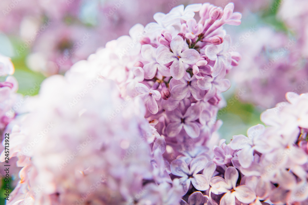 Beautiful smell violet purple lilac blossom flowers in spring time. Close-up blossom twigs of lilac. Inspirational natural floral spring blooming garden or park. Colorful ecology nature landscape Beautiful smell violet purple lilac blossom flowers in spring time. Close-up blossom twigs of lilac. Inspirational natural floral spring blooming garden or park. Colorful ecology nature landscape