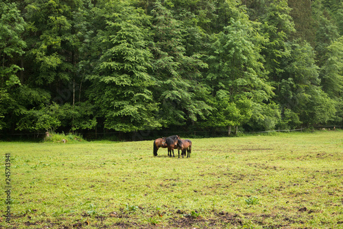 Horses in alpine mountains, away green forest © TravelFlow
