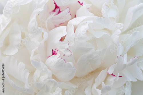 white peony