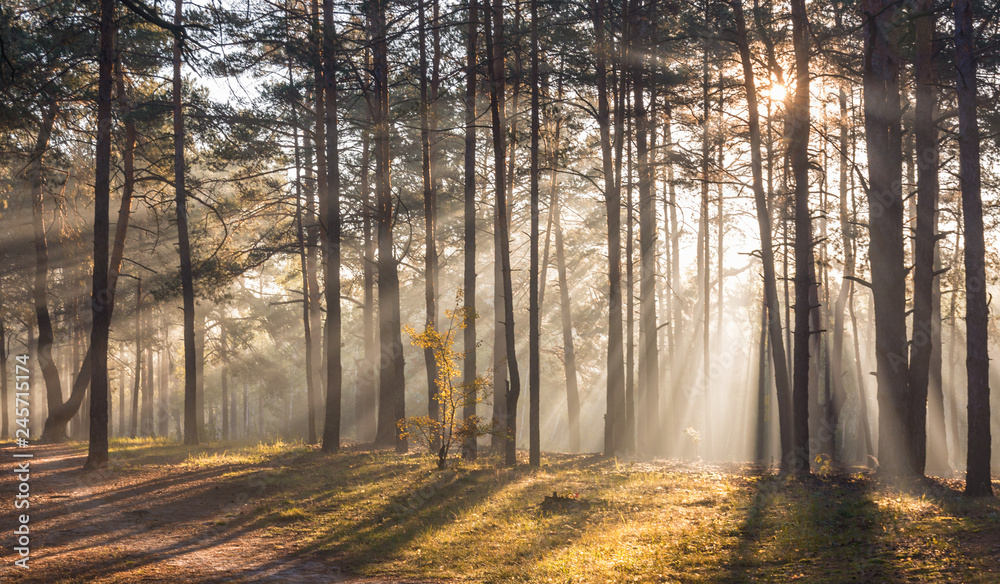 Fototapeta premium Morning. Forest. Sunlight. Sun rays. Sunrise.