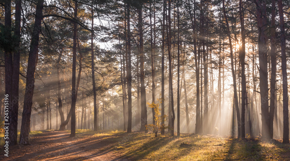 Obraz premium Morning. Forest. Sunlight. Sun rays. Sunrise.