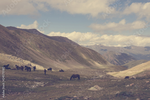 Fototapeta Naklejka Na Ścianę i Meble -  Closeup view mountains scenes in national park Dombai, Caucasus, Russia, Europe