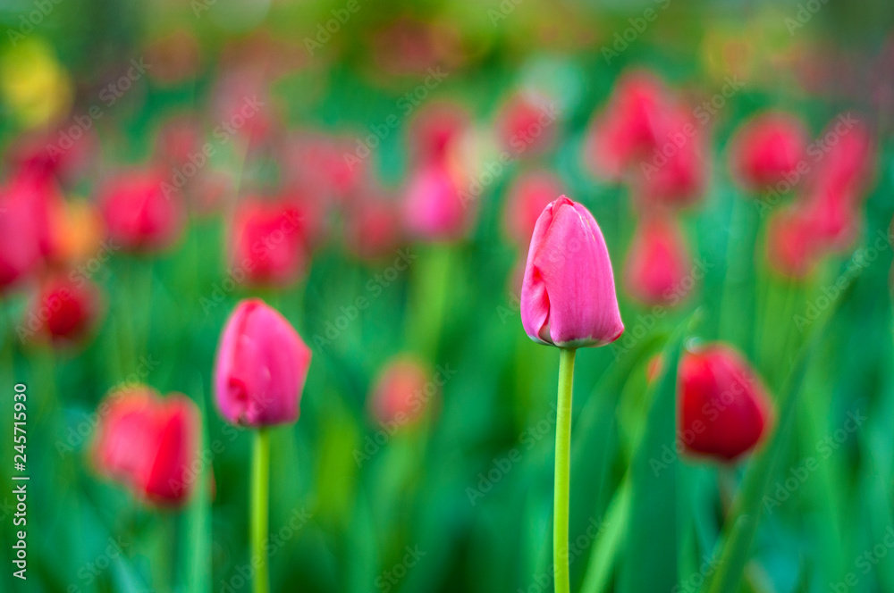 Beautiful tulips flowers blooming in a garden. Colorful tulips are flowering in garden in sunny bright day. Bulbous spring-flowering plant  close up.