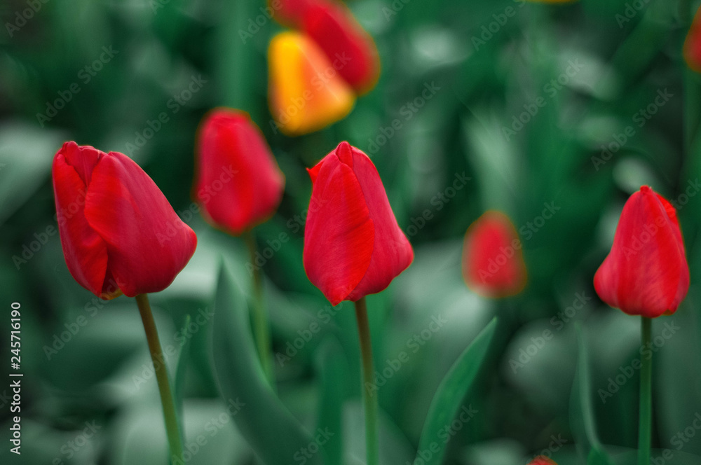 Beautiful tulips flowers blooming in a garden. Colorful tulips are flowering in garden in sunny bright day. Bulbous spring-flowering plant close up. Beautiful tulips flowers blooming in a garden. Colorful tulips are flowering in garden in sunny bright day. Bulbous spring-flowering plant close up.