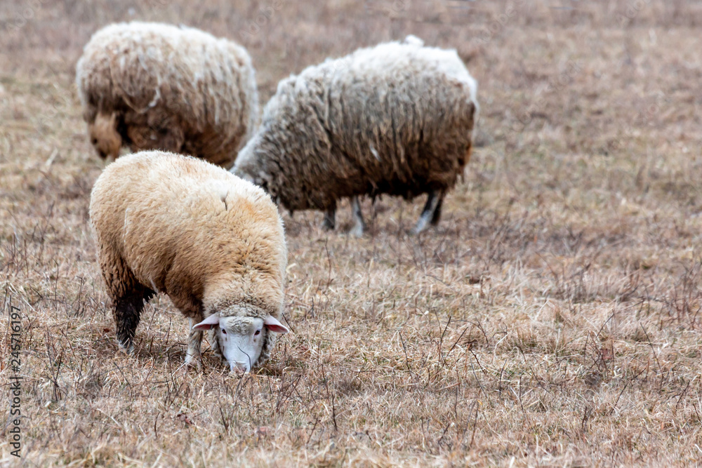 Fototapeta premium Sheep feeding