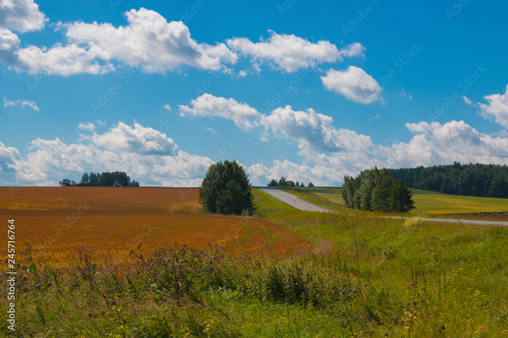 Fototapeta premium Yellow field and far away green forest, blue sky in summer day
