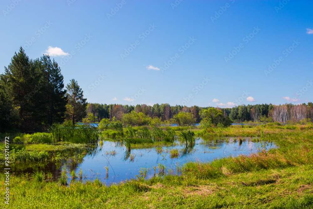 Mysterious forest and lake in field of Russia