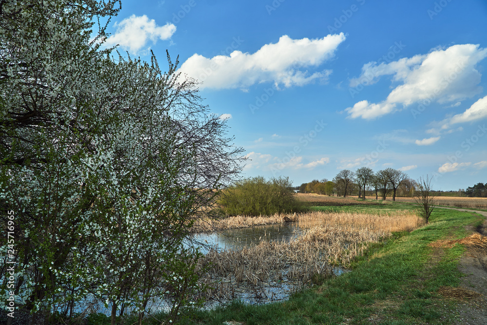 A dirt road and flowering fruit trees in spring in Poland.. A dirt road and flowering fruit trees in spring in Poland..
