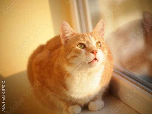 Fototapeta Naklejka Na Ścianę i Meble -   red fat cat