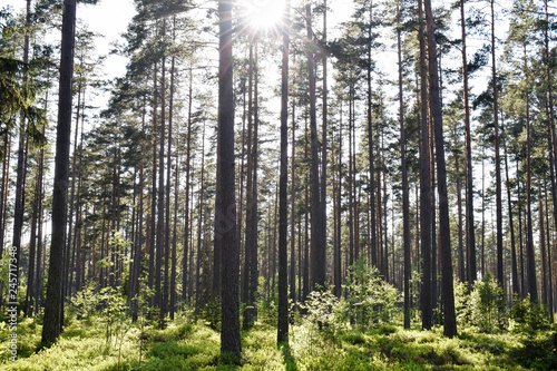 The Swedish forests in spring  Western Gotland