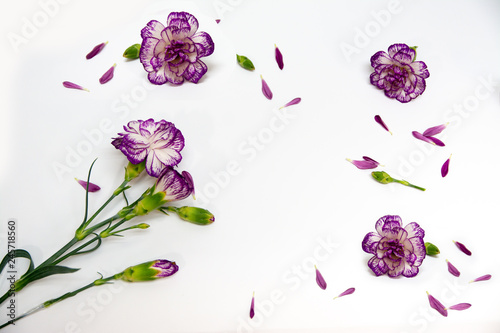 Purple carnation flower pattern