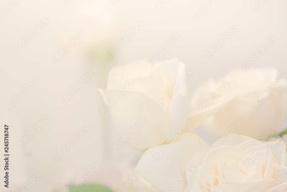 Fototapeta premium White roses soft backgrounds